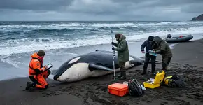 Um colega enviou a Olga uma foto estranha tirada em uma praia russa, e agora os cientistas acreditam ter descoberto um padrão macabro entre as orcas: às vezes elas se caçam