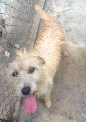 Castro é um menino muito dócil e amoroso. É de porte médio e se dá muito bem com outros animais. Se daria bem em casas com crianças.