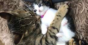 Gatos resgatados cuidam de filhotes órfãos e dão lição de amor