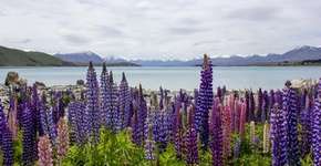 Foto: (Imagem sem texto alternativo disponivel ID [1866412])