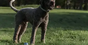 Lagotto romagnolo: conheça as características dessa raça de cachorro