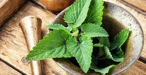 Reduz estresse, ajuda a perder peso e mais: veja benefícios da erva-cidreira