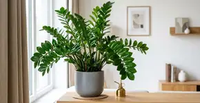 Zamioculca: 5 vantagens de ter essa planta em casa e como estimular novos brotos