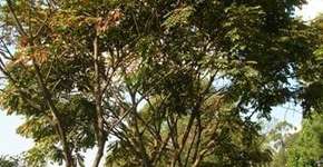 Foto: (Imagem sem texto alternativo disponivel ID [410777])