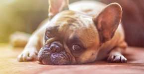 Sequestros de cachorros aumentam 110% em São Paulo