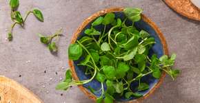 O superalimento esquecido na feira que pode transformar sua saúde