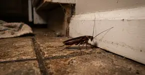 Você pode se livrar facilmente das baratas na cozinha com um truque simples