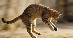 Foto: (Imagem sem texto alternativo disponivel ID [2692283])