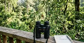 Observar pássaros por anos não só muda o que você vê, mas também pode estar remodelando seu cérebro de maneiras que surpreendem os neurocientistas