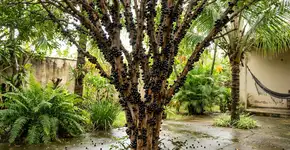 Nos pomares de elite os pés de jabuticaba duram 40 anos porque o macete não é a poda constante, mas sim o fato de que nunca deixam o tronco delas ressecar no sol