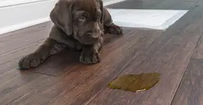 Guia prático para acabar com o cheiro de xixi do cachorro em casa