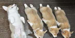 Técnica surpreendente te ensina a dormir em 1 minuto