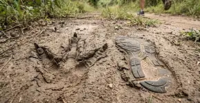 Adeus ao T. rex de “Jurassic Park”: um novo estudo argumenta que ele não corria como um réptil gigante, mas com uma marcha muito mais parecida com a de um avestruz