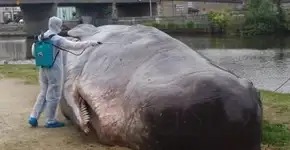 Baleia cachalote (falsa) encalha nas margens do rio na França