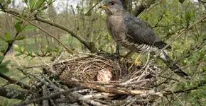 Foto: (Imagem sem texto alternativo disponivel ID [2711590])