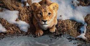 Pernambucanas oferece ingresso para Mufasa: O Rei Leão, com nova coleção em parceria com a Disney