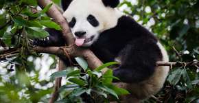 Chineses questionam centro de pesquisa por maus-tratos a pandas