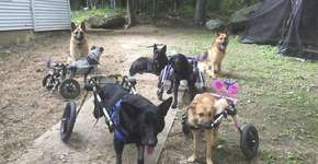 Mulher adota seis cachorros com deficiência ou doença