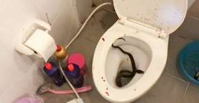 Jovem é picado no pênis por cobra píton ao se sentar em vaso sanitário