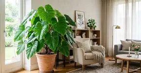 Adeus à espada-de-são-jorge: a planta que cresce rápido, é mais elegante e enche a casa de verde