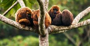 Bugios: eles não precisam de mais uma ameaça