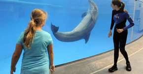 México e Espanha dão passo contra exploração de golfinhos