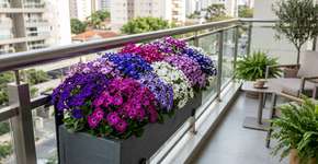 Para vasos, se você não quiser gerânios, existe uma flor colorida e fácil de cuidar.