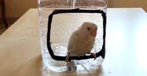 Foto: (Imagem sem texto alternativo disponivel ID [1837748])