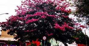 Prefeitura facilita adoção de praças em SP