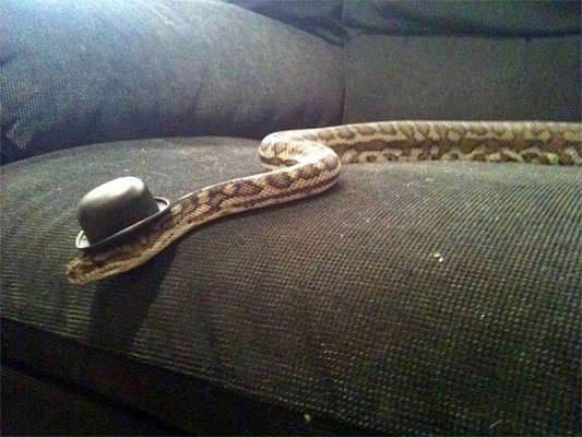 Internautas publicam fotos de cobras usando chapéu (Reprodução/Bored Panda)