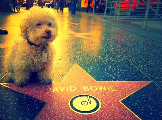 Calçada da Fama, em Hollywood (EUA)