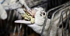 Produtor de foie gras usa óleo de motor para lubrificar tubos