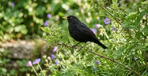 Foto: (Imagem sem texto alternativo disponivel ID [2764240])