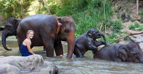 Eco projeto que salva elefantes na Tailândia oferece hospedagem gratuita em troca de trabalho