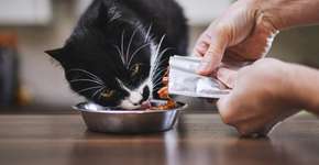 Foto: (Imagem sem texto alternativo disponivel ID [2612207])