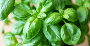 Mais que tempero: por que o manjericão merece um vaso na cozinha