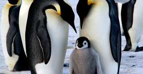 Estudo diz que pinguins-imperadores não são pais ‘tão perfeitos’