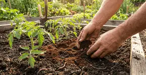 Foto: (Imagem sem texto alternativo disponivel ID [2749878])