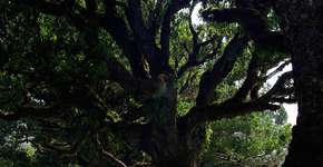 Foto: (Imagem sem texto alternativo disponivel ID [1861653])