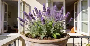 Foto: (Imagem sem texto alternativo disponivel ID [2707639])