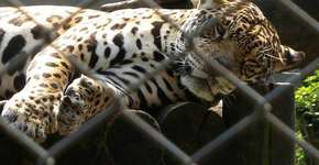 Foto: (Imagem sem texto alternativo disponivel ID [1850662])