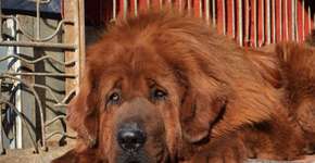 Por latirem, Justiça diz para tirar cordas vocais de cães nos EUA