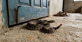 Especialistas recomendam que as pessoas fechem portas e janelas com força porque cada vez mais cascavéis estão entrando sorrateiramente nas casas