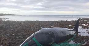 Baleia grávida emaranhada em rede de pesca é encontrada morta