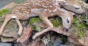 Foto: (Imagem sem texto alternativo disponivel ID [1573909])