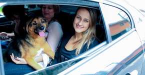 Em ação, Uber leva cães para adoção até a casa de pessoas interessadas