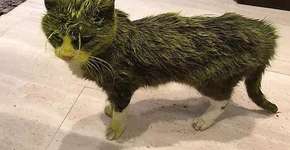 Gata idosa morre após ter sido atacada com spray de tinta