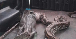 Após estresse, cobra vomita lagarto de 15 quilos