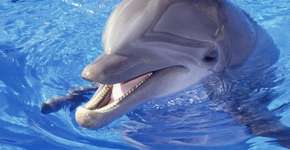 Vídeo flagra treinamento abusivo de golfinhos em parque aquático