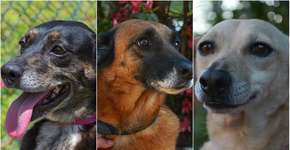 Após perder terreno, ONG faz campanha para adoção de cachorros